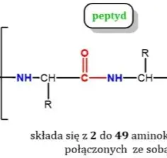 Co to są białka chemia i dlaczego są kluczowe dla życia?