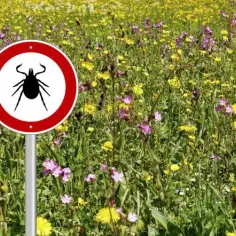 Jakich zapachów nie lubią kleszcze? Naturalne sposoby na ochronę przed pasożytami