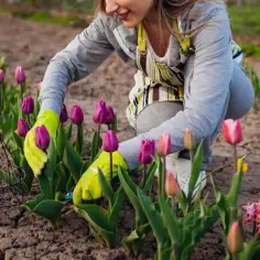 Jak dbać o tulipany w ogrodzie: 10 skutecznych porad pielęgnacji