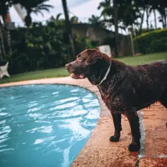 Basen dmuchany, rozporowy czy stelażowy – który wybrać?