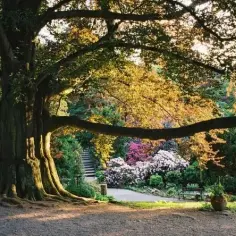 Kiedy jechać do arboretum Wojsławice, aby nie przegapić kwitnienia?