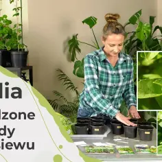 Jak posadzić bazylię: proste kroki, aby uniknąć najczęstszych błędów