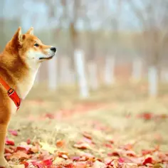 Akita Inu czy Shiba Inu - porównanie ras, które wybierzesz?