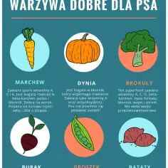 Jakie warzywa dla psa są zdrowe i bezpieczne? Unikaj tych!