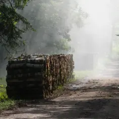 Skąd wziąć drewno na ognisko? Sprawdź najlepsze źródła i porady