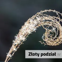 Złoty podział w malarstwie: jak proporcje wpływają na sztukę