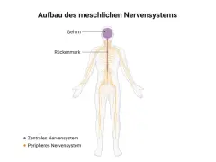 Schema des menschlichen Nervensystems: Gehirn und Rückenmark bilden das zentrale Nervensystem, das sich durch den ganzen Körper zieht.