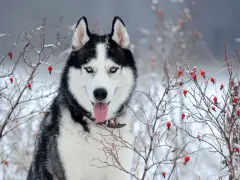 Ile km dziennie powinien chodzić husky, aby uniknąć problemów zdrowotnych?