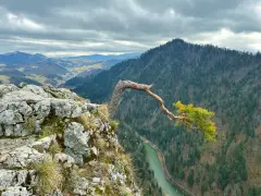 Malowniczy widok na Pieniny z charakterystycznym drzewem na skale. Idealne miejsce na plan zwiedzania gór.