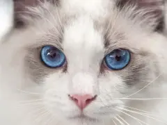 Czy ragdoll gubi sierść? Odkryj prawdę o linieniu tych kotów