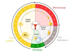 Cykl menstruacyjny: faza folikularna, owulacja, faza lutealna i menstruacja. Długość cyklu jest zmienna, ale średnio trwa ok. 28 dni.