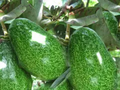 Gros avocats verts, mouchetés, mûrissent sur une branche. C'est là où pousse un avocat.