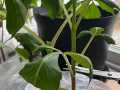 En sax klipper av en stjälk på en dahlia.