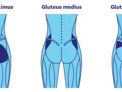 Illustration av gluteus maximus, medius och minimus muskler. Träna för en fastare rumpa på 3 veckor med rätt övningar.