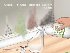 Learn how to get rid of mold by pouring white vinegar into a spray bottle. Different mold types like Aspergillus and black mold are shown on the wall.