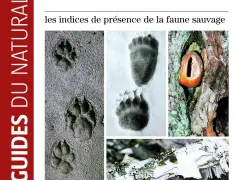 Indices de présence d'animaux en montagne : empreintes dans la boue, dans la neige, et un fruit dans un arbre.