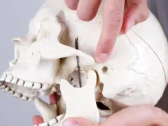 Palec wskazujący na model czaszki, demonstrujący staw skroniowo-żuchwowy, który może być dotknięty zapaleniem stawu skroniowo-żuchwowego.