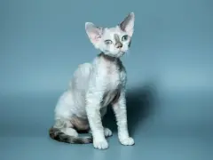 Uroczy devon rex z niebieskimi oczami i falowaną sierścią, siedzi na szarym tle. Cena tego kota może być wysoka.