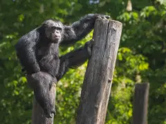 Szympansy z lasu Bili odpoczywają na pniach, jeden z nich opiera się o drewno, patrząc wprost na widza.