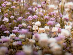 Un campo di fiori di trifoglio rosa e bianco. I fiori di Bach a cosa servono? A ritrovare l'equilibrio interiore, come questi fiori donano serenità.