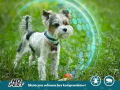 Od kiedy obroża na kleszcze dla szczeniaka jest bezpieczna do użycia?