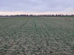 Zimowy krajobraz pól uprawnych na Lubelszczyźnie. Wartość ziemi rolnej w tym regionie jest kluczowa dla rolników.