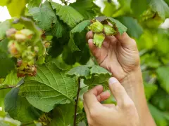 Händer plockar omogna nötter från en rödbladig hasselbuske. Gröna blad och nötter i fokus.