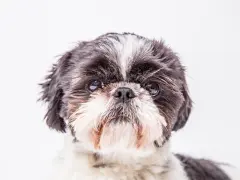 Uroczy shih tzu z czarno-białym futrem, z charakterystycznym białym pasem na czole. Jego oczy błyszczą, a pyszczek jest puszysty.