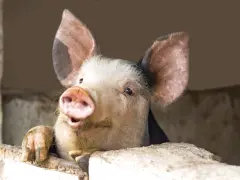 Un suino curioso spunta da una staccionata, con le grandi orecchie rosa e un muso espressivo.
