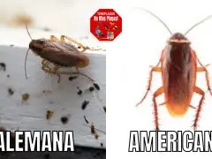 Comparación de cucarachas: Blattella germánica (alemana) y cucaracha americana.