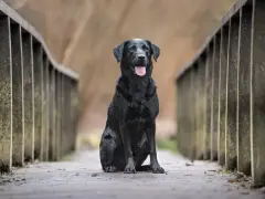 Czarny labrador siedzi na drewnianym moście. Zastanawiasz się, ile żyją labradory? Ten pies wygląda na zdrowego i szczęśliwego.