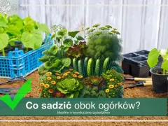 Kompozycja warzyw i kwiatów, z ogórkami w centrum. Dowiedz się, co sadzić obok ogórków, by stworzyć idealne sąsiedztwo.