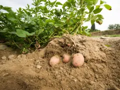 La terra rivela i suoi tesori: una pianta di patate con tuberi rosa pronti per essere raccolti.