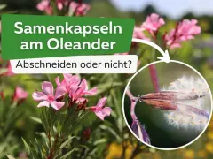 Oleander-Samenkapseln mit flauschigen Samen. Sollte man sie abschneiden?