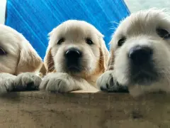 Trzy urocze szczenięta golden retriever z hodowli psów wyglądają zza drewnianej barierki.