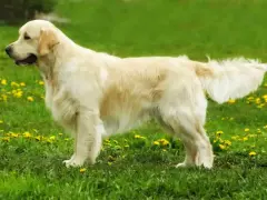 Golden retriever, jedna z popularnych ras psów, prezentuje się na tle zielonej łąki z żółtymi kwiatami.