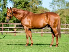 Un magnifique cheval bai, tel un dollar du rouet, se tient fièrement dans un pré verdoyant, une clôture en bois en arrière-plan.