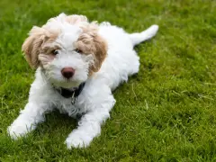 Uroczy szczeniak lagotto romagnolo leży na trawie. Zastanawiasz się nad lagotto romagnolo cena?