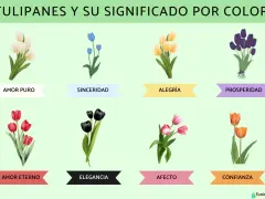 Tulipanes y su significado por color: blancos (amor puro), azules (sinceridad), amarillos (alegría), morados (prosperidad), rojos (amor eterno), negros (elegancia), rosas (afecto) y naranjas (confianza).