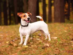 Jak wytresować jack russell terrier, aby uniknąć problemów behawioralnych