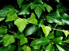 Un groviglio di foglie di edera in casa, con sfumature di verde intenso e venature evidenti.