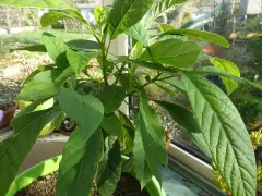 Un jeune avocatier de 5 ans, aux feuilles vertes et luxuriantes, pousse sur un rebord de fenêtre ensoleillé.