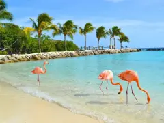 Aruba wakacje: flamingi brodzą w turkusowej wodzie przy plaży z palmami. Idealne miejsce na relaks.