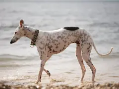 Pies wyścigowy w cętki, z kolorową obrożą, spaceruje po plaży.