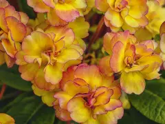 En grupp gula blommor med rosa kanter, som en pussmun blomma, i full blom.