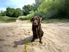 Brauner Hund mit gelber Leine sitzt am Sandstrand eines Sees. Ein schöner Tag für Berlin mit Hund.