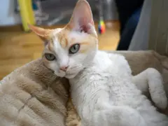 Ile żyją koty Devon Rex? Poznaj czynniki wpływające na ich długość życia