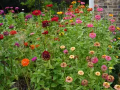 A vibrant patch of zinnias in various colors, from deep red to bright pink and orange. While beautiful, are zinnias edible? This garden offers a feast for the eyes, not the palate.
