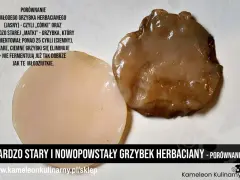 Porównanie młodego, jasnego grzybka herbacianego i starego, ciemnego, który jest już zepsuty i nie fermentuje.