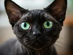 Devon Rex Wrocław - dostępne kocięta, ceny i porady dla przyszłych właścicieli
